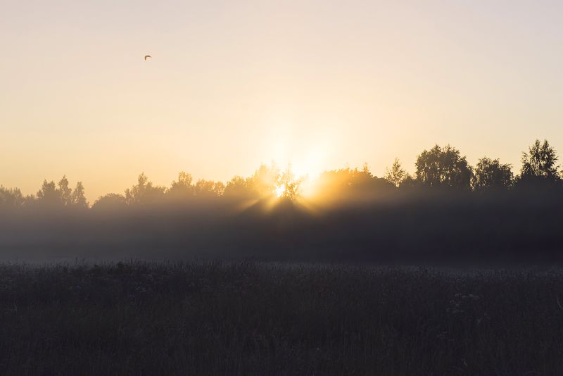 рассвет лето пейзаж пруд трава туман паутина Магия летних рассветов фото превью