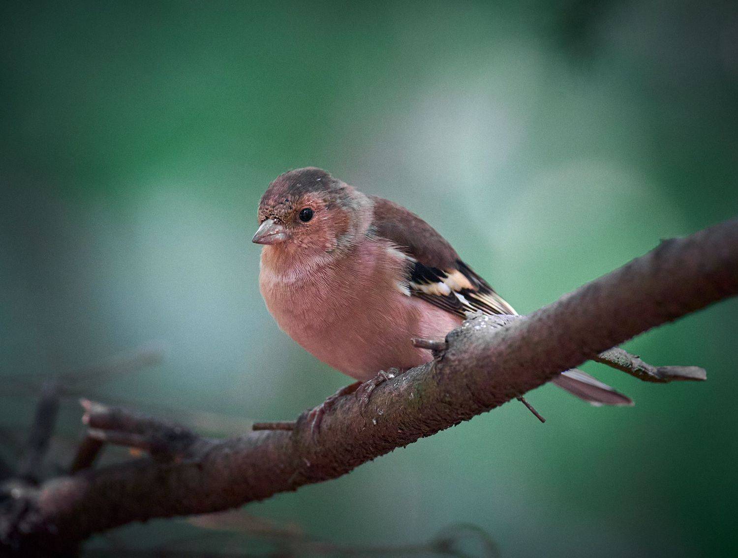 зяблик, птичка на ветке, Mikhail Khmelevskiy