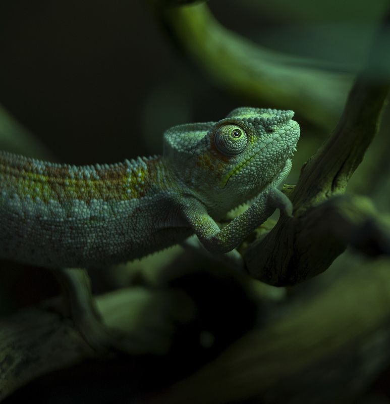 Хамелеон Гляжу я на небо фото превью