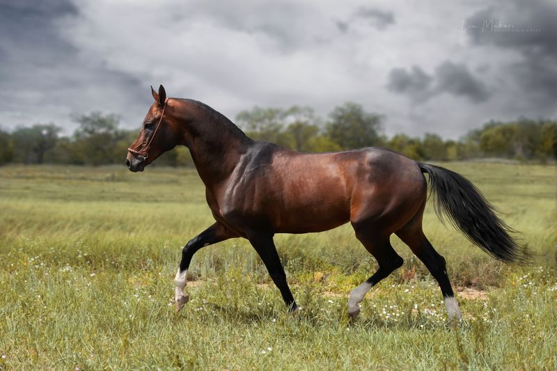 лошадь, ахалтекинец, лошади, поле, галоп, horse, ahalteke Гайсак фото превью