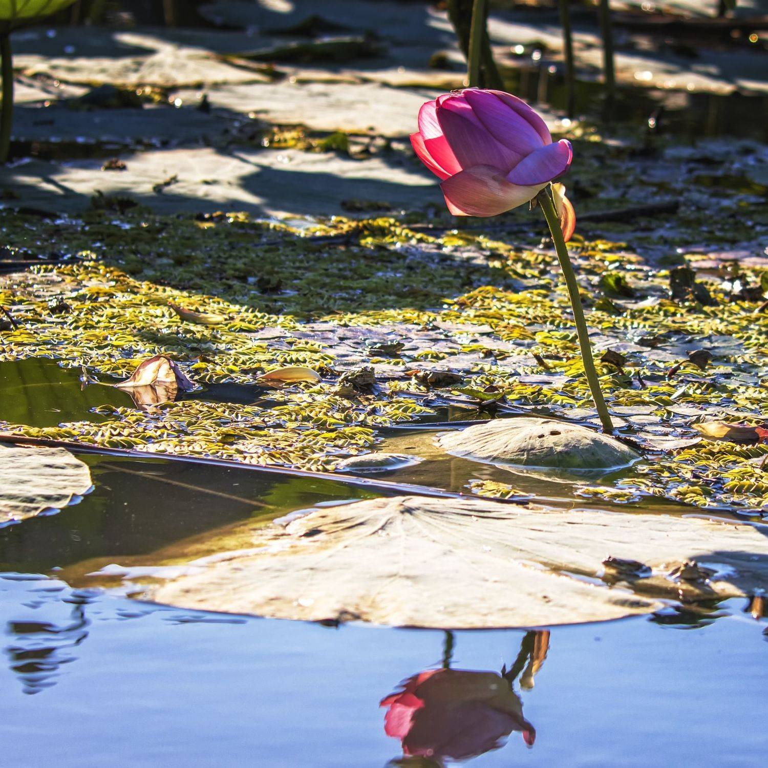 заповедник лотос, Анатолий Салтыков