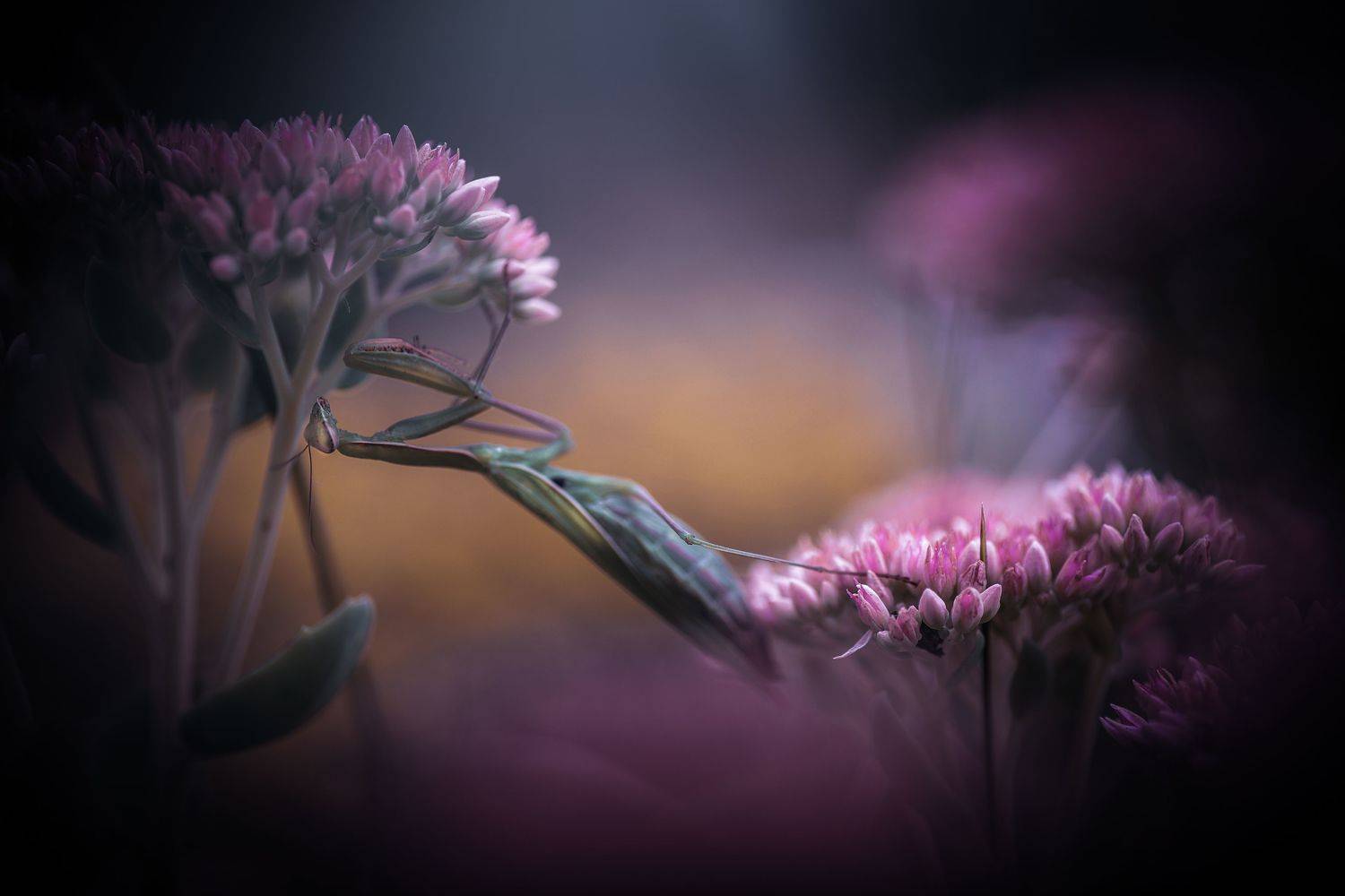 , Лапшина Владлена