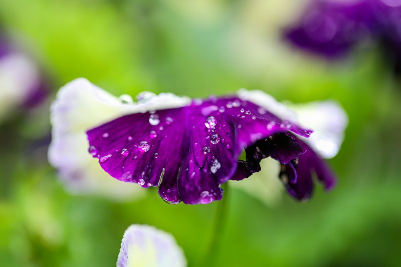 flower, after rain,  water drops,blue, green flower after rain with water drops фото превью