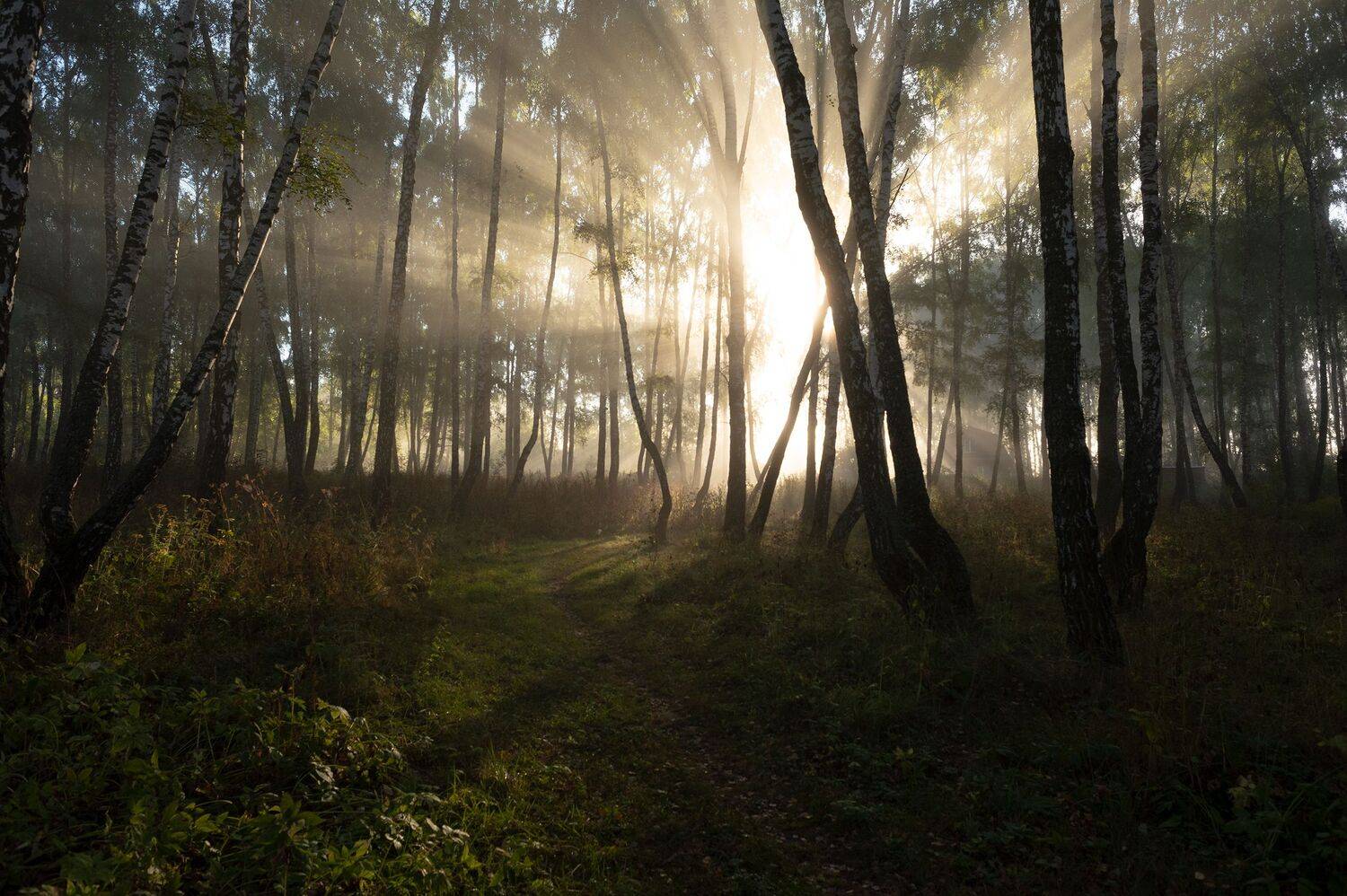 , Виталий Стрельцов
