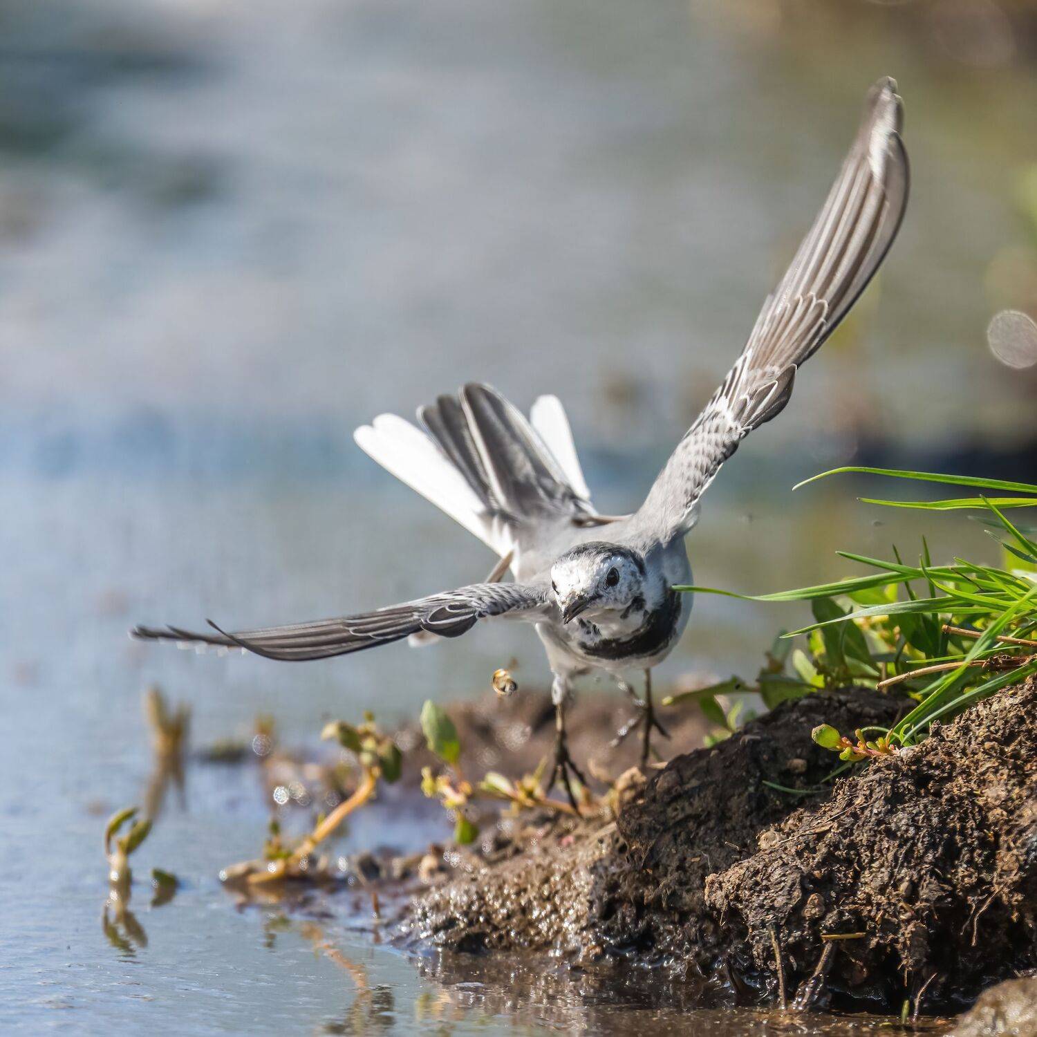 , Дэм Константин