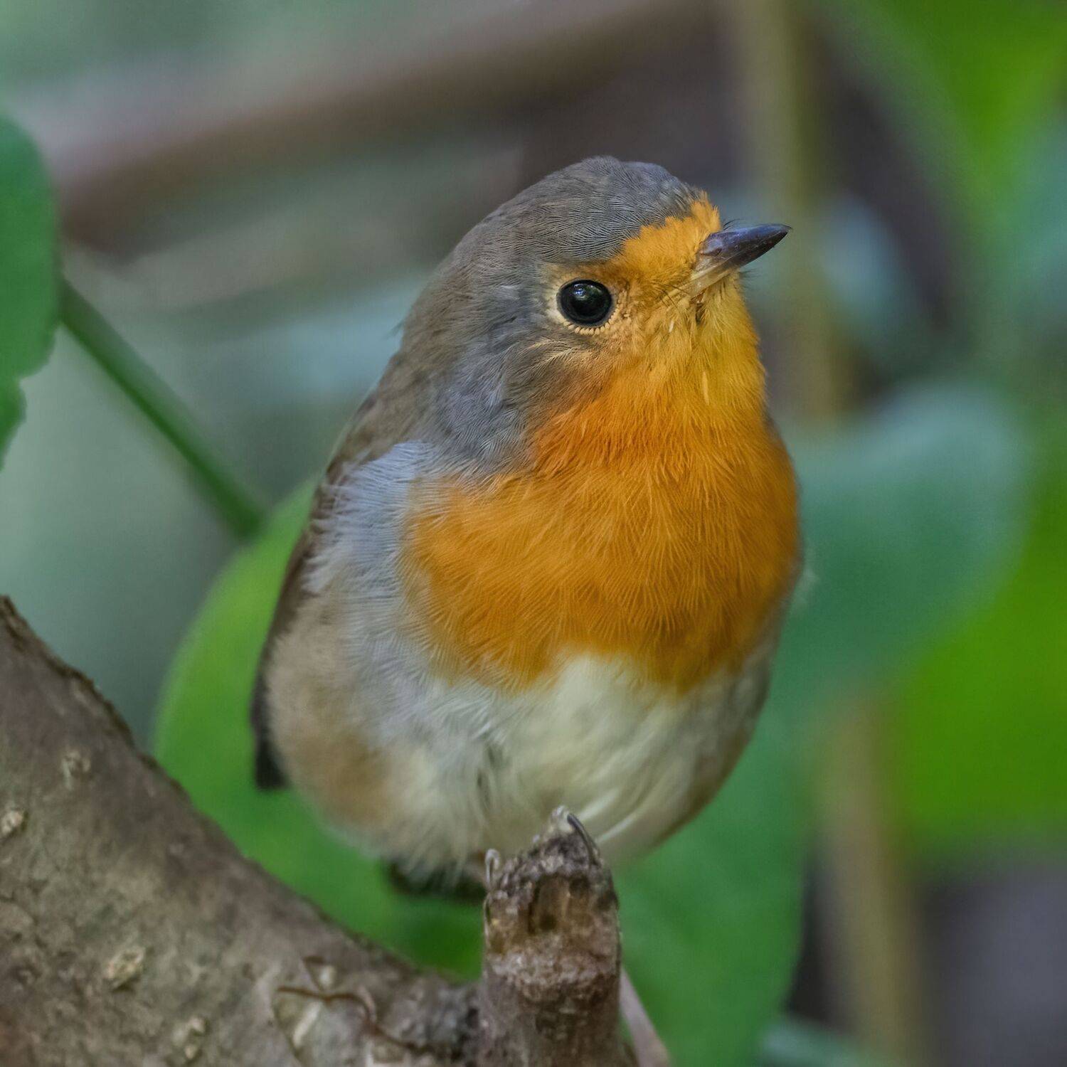 , Дэм Константин