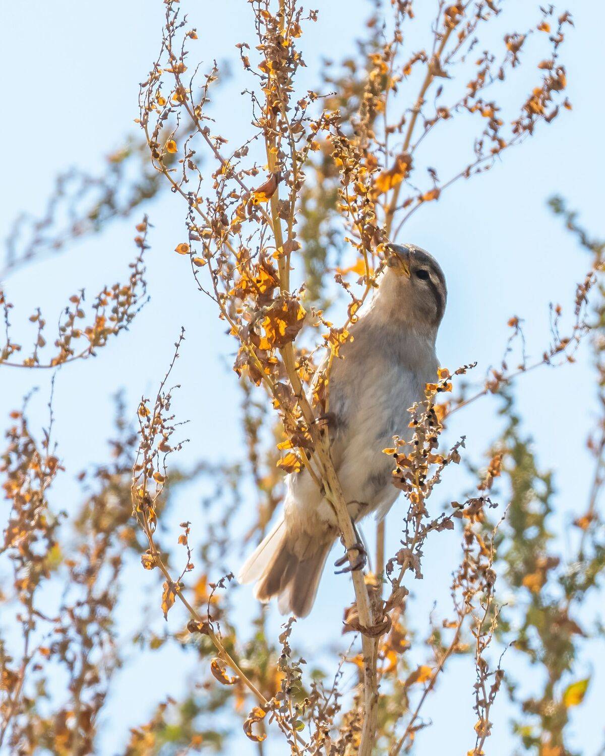 , Дэм Константин