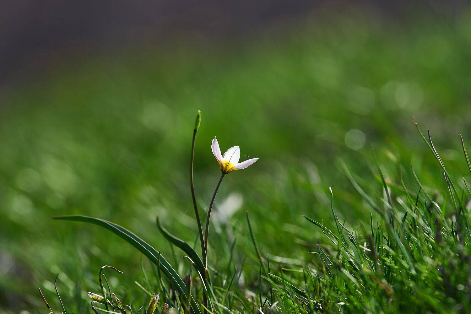 two-flowered tulip, Tulipa biflora, flower, volgograd, russia, wildlife, macro, , Сторчилов Павел