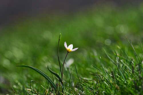 Alone in the sun