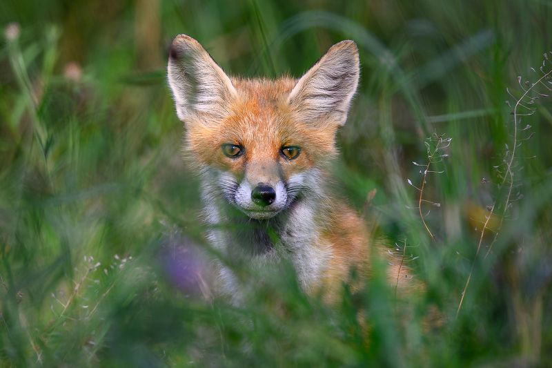 Lapsa фото превью
