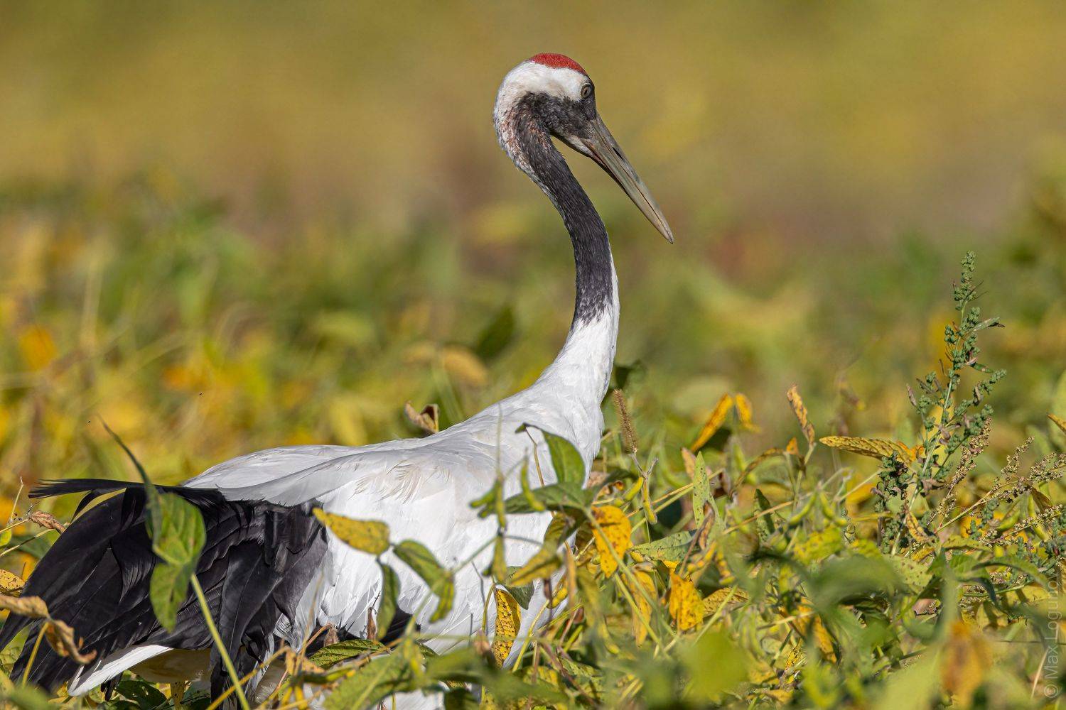 , Логунов Максим