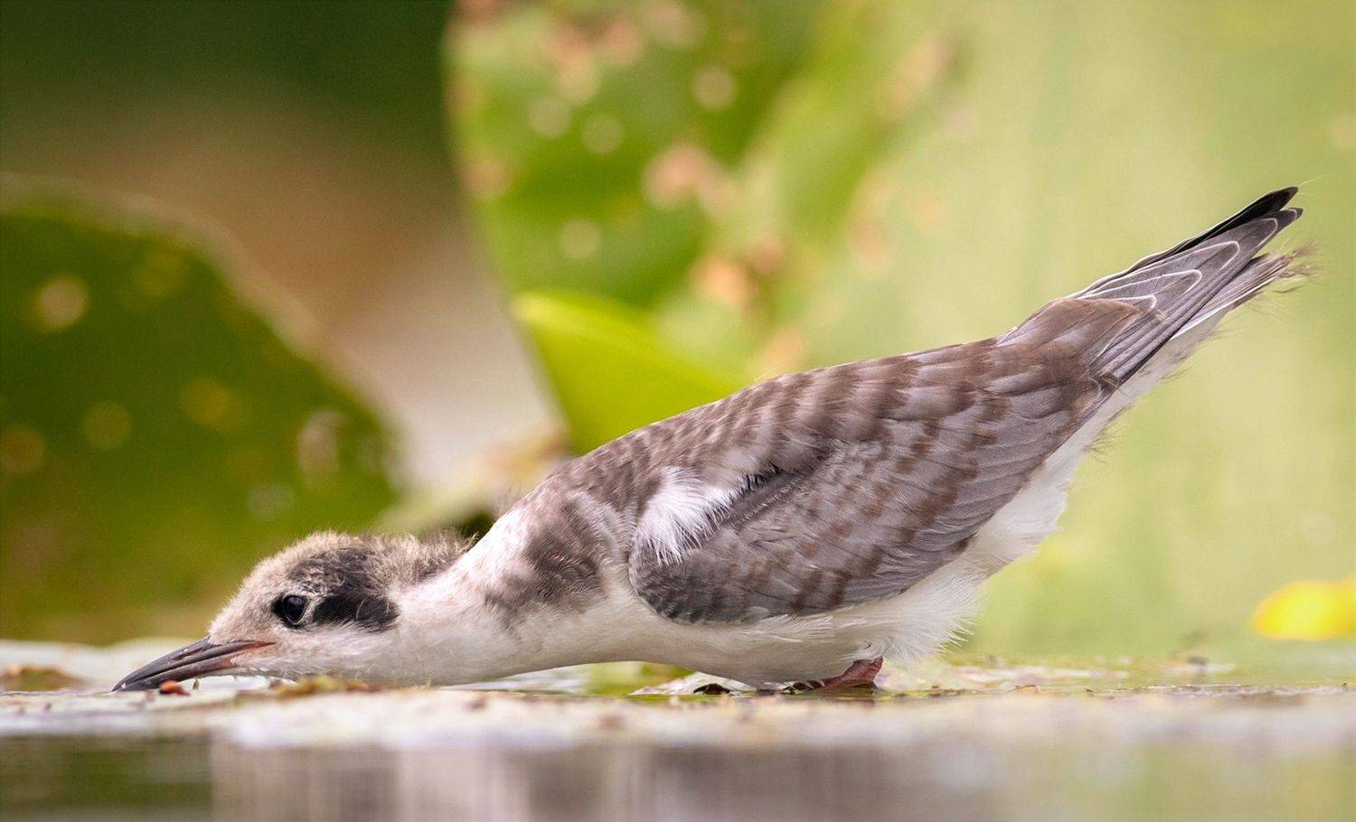 крачка, птенец, фотоохота, птица, birds, хотча, Павел Краснослободцев
