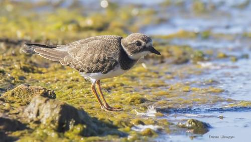 Common ringed plover