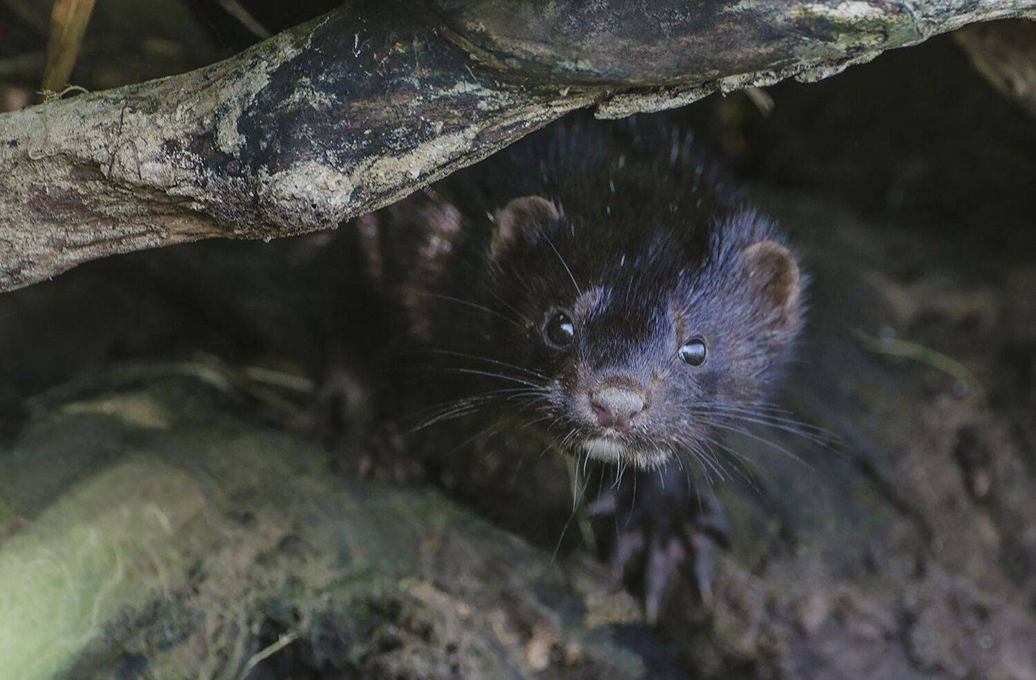норчонок, Михаил Агеев