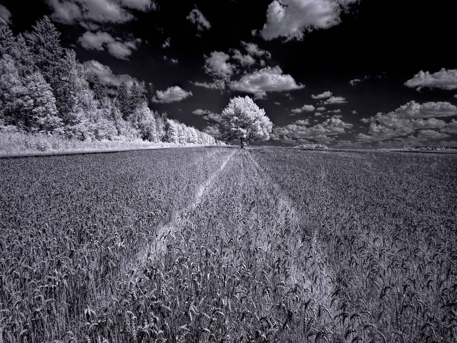 infrared,ик-фото,инфракрасное фото, инфракрасная фотография, пейзаж, лето,  Sixten (Сергей)