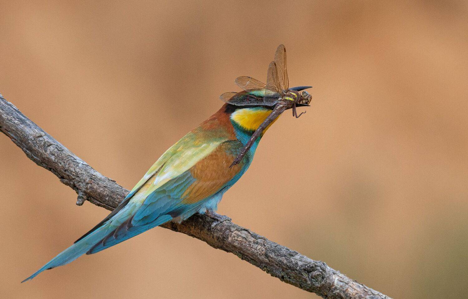 птицы щурки лето стрекоза, Руслан Сигушин