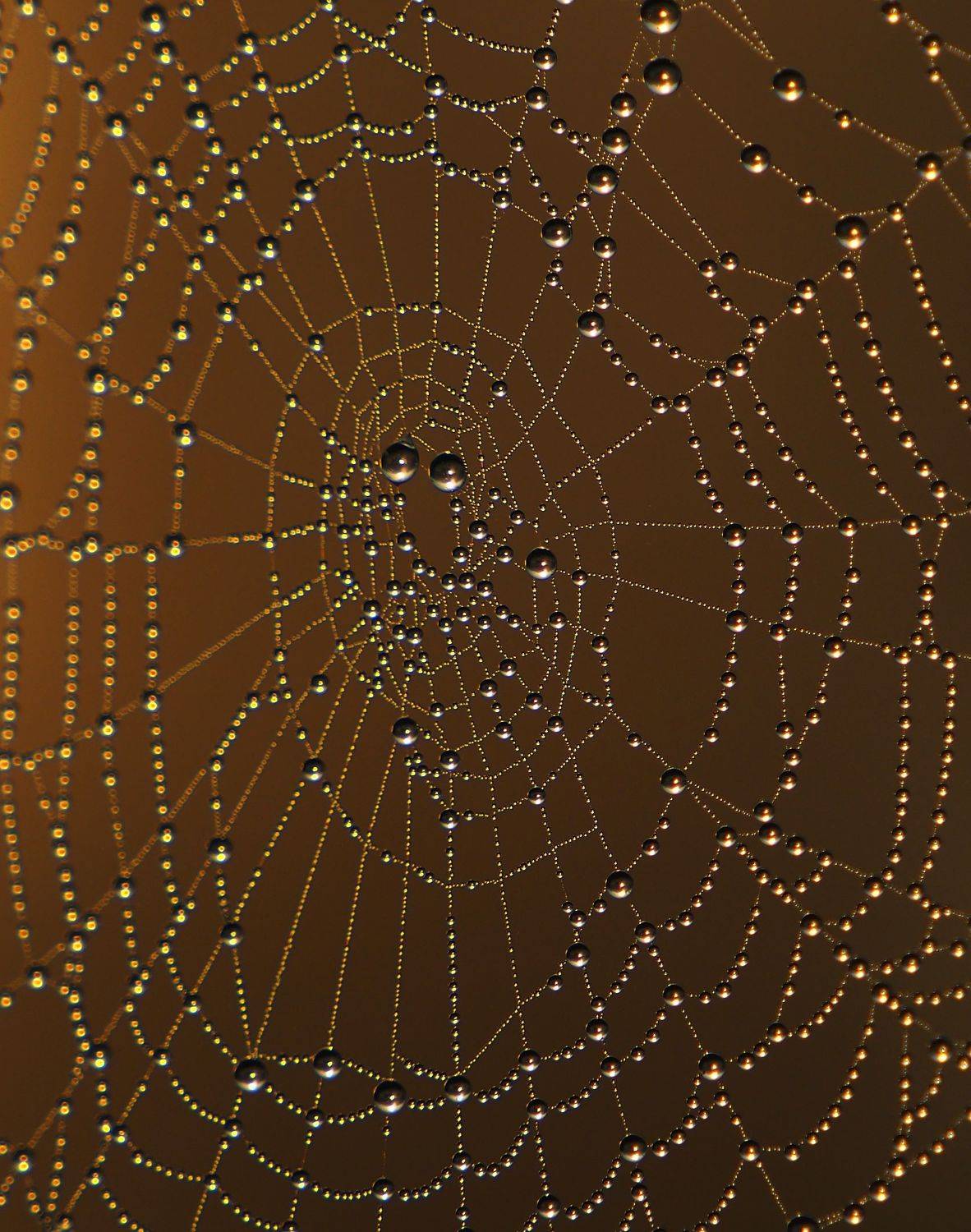 , Андрей Перешеин