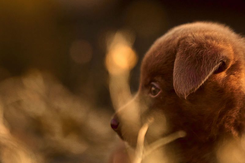 собаки, щенки Барбоскины фото превью