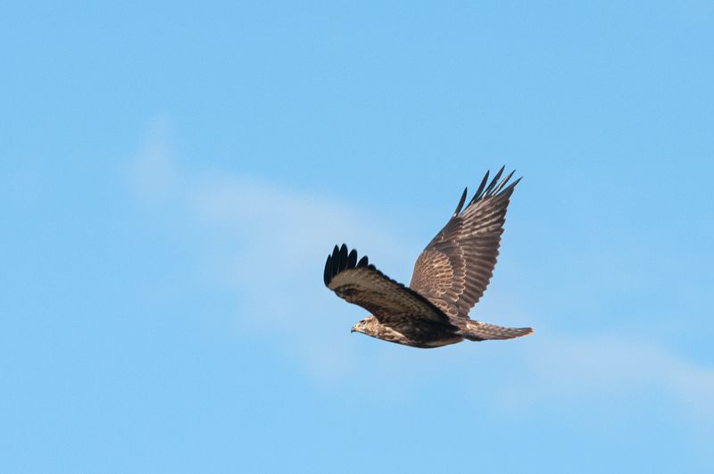 Канюк фото превью