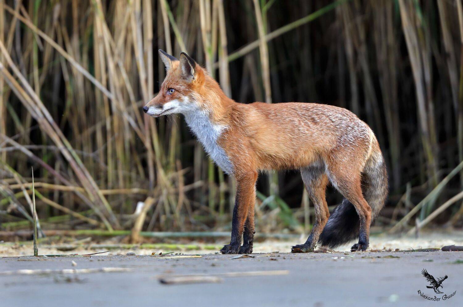 лиса, Александр Гусар