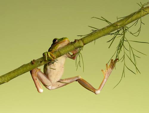 Frog. Hylidae - Зеленая североамериканская Квакша