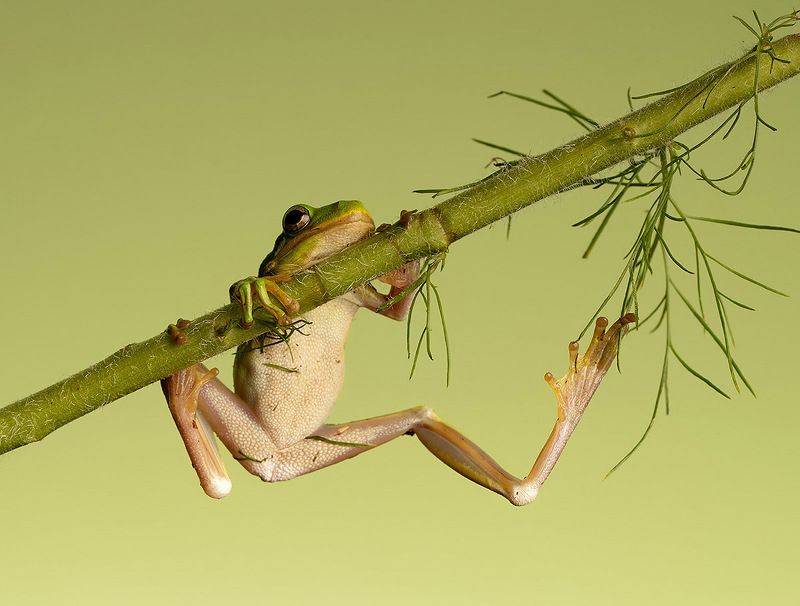 макро, квакша, лягушка, frog,  macro, земноводные Frog. Hylidae - Зеленая североамериканская Квакша фото превью