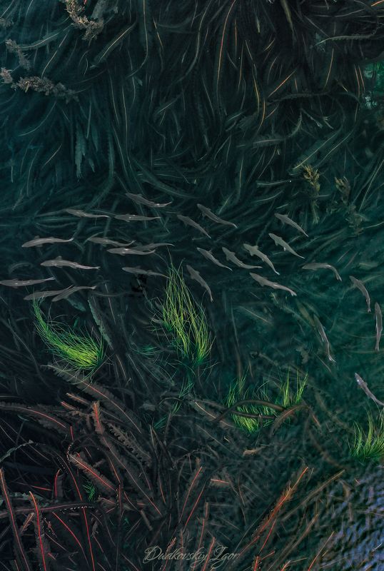 Нерест фото превью