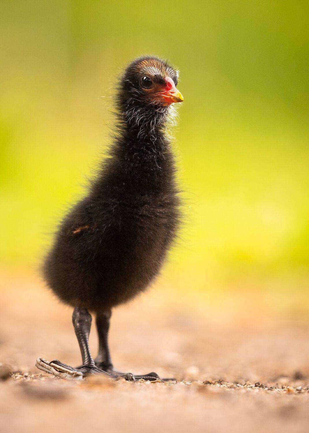 , Robert Adamec