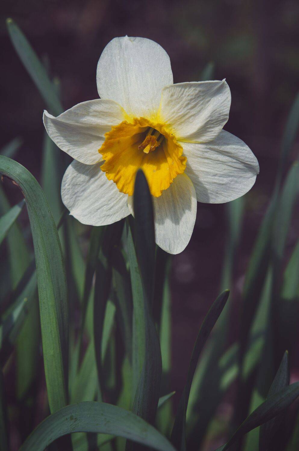 Нарцисс, цветок,весна, растение, Shadow Anna