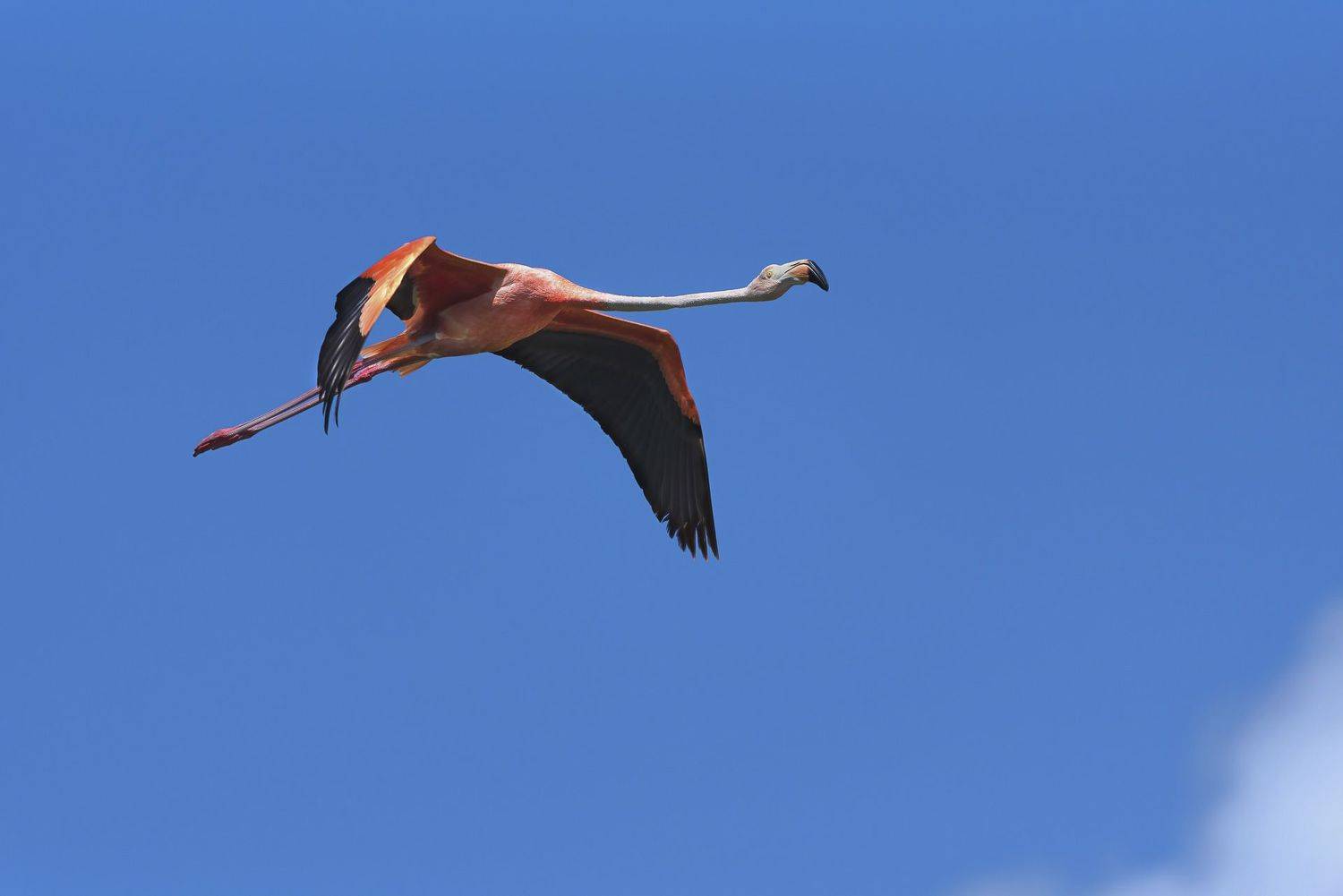 , Abel Cancino Gutierrez