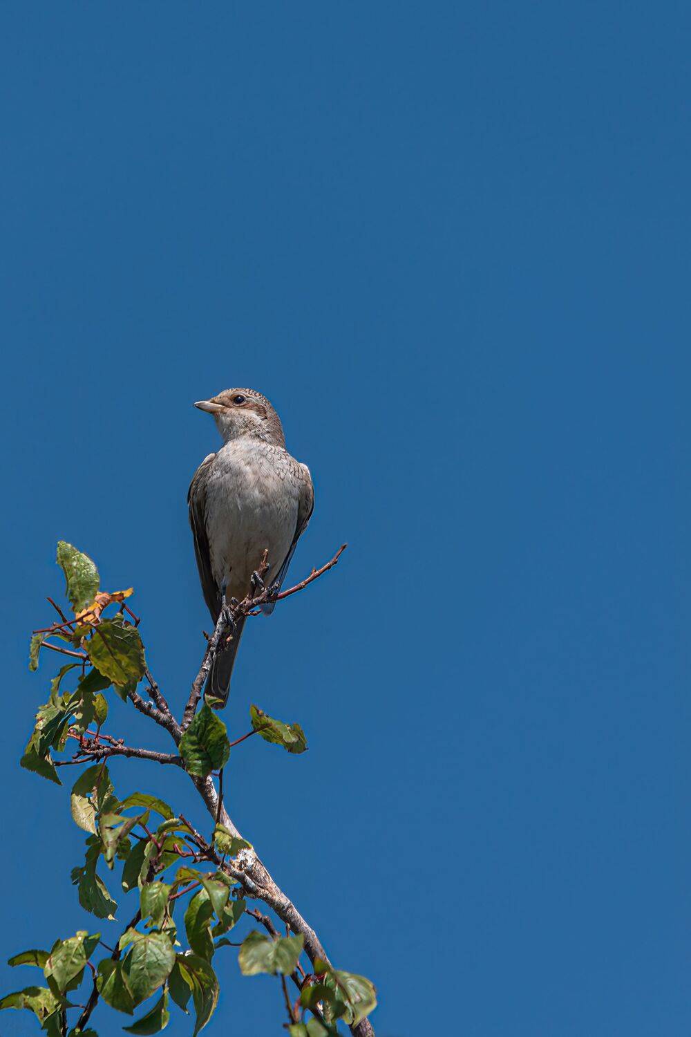 сорокопут-жулан, Алексей Рыльский