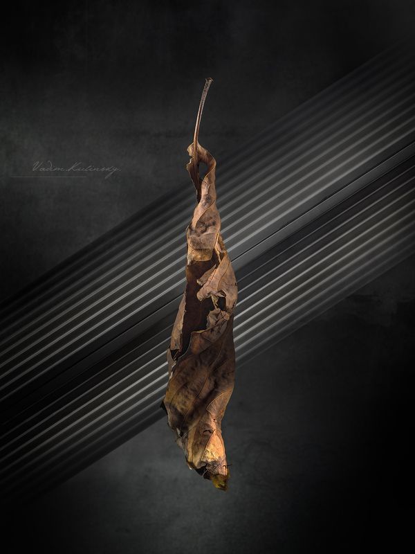 still life, lines, leaves, flowers, lightbrush technique The series \