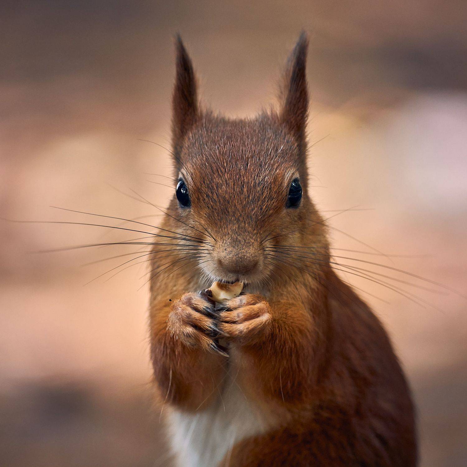 Белочка, белочка ест орех, рыжая белочка, Mikhail Khmelevskiy