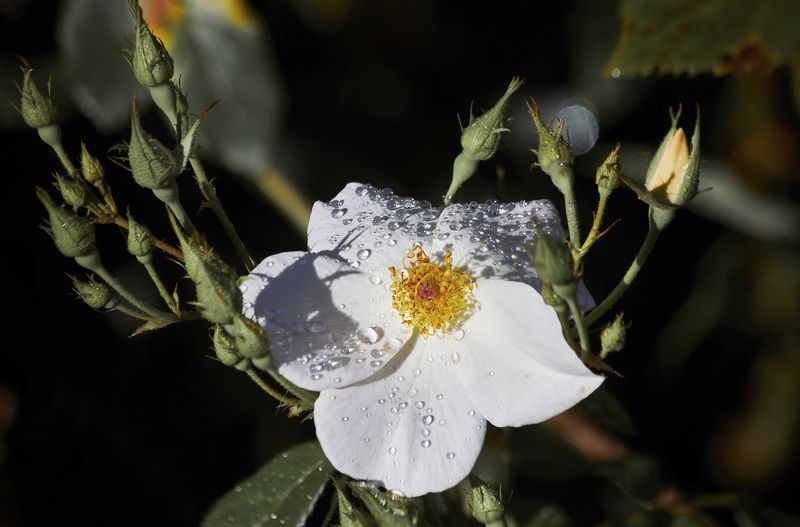 Мускусная роза - Сали Холмс, ароматная красавица… Мой Сад! Москва фото превью