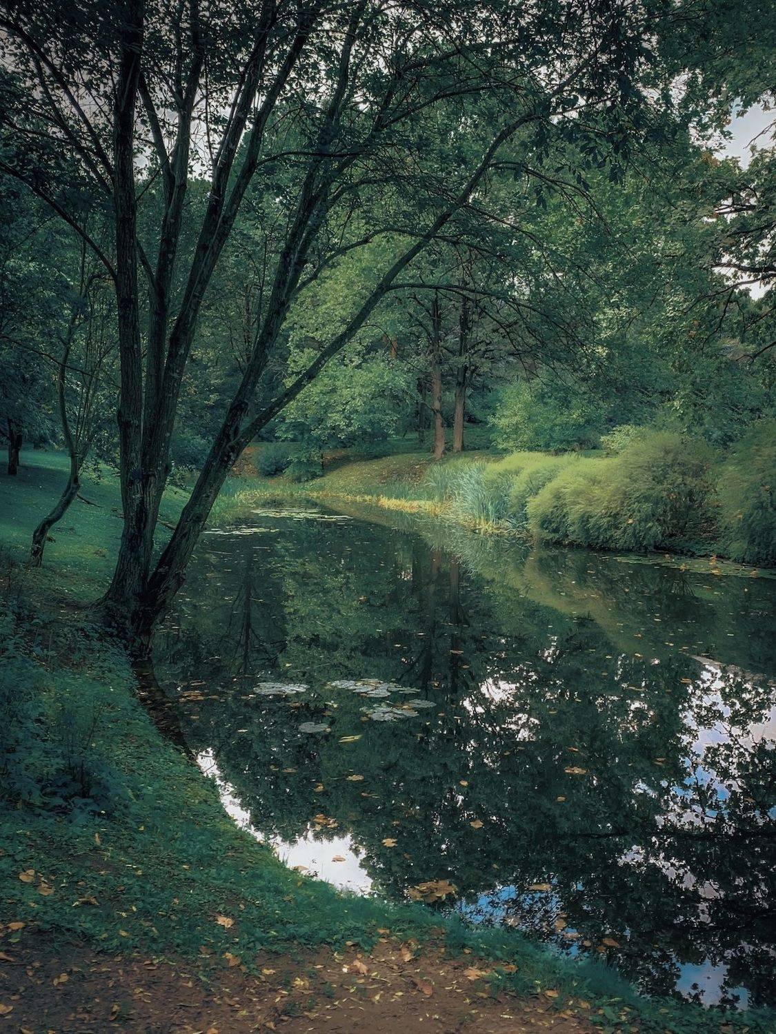 лето, summer, пруд, forest, пейзаж, landscape, nature, природа, Julia Kaissa