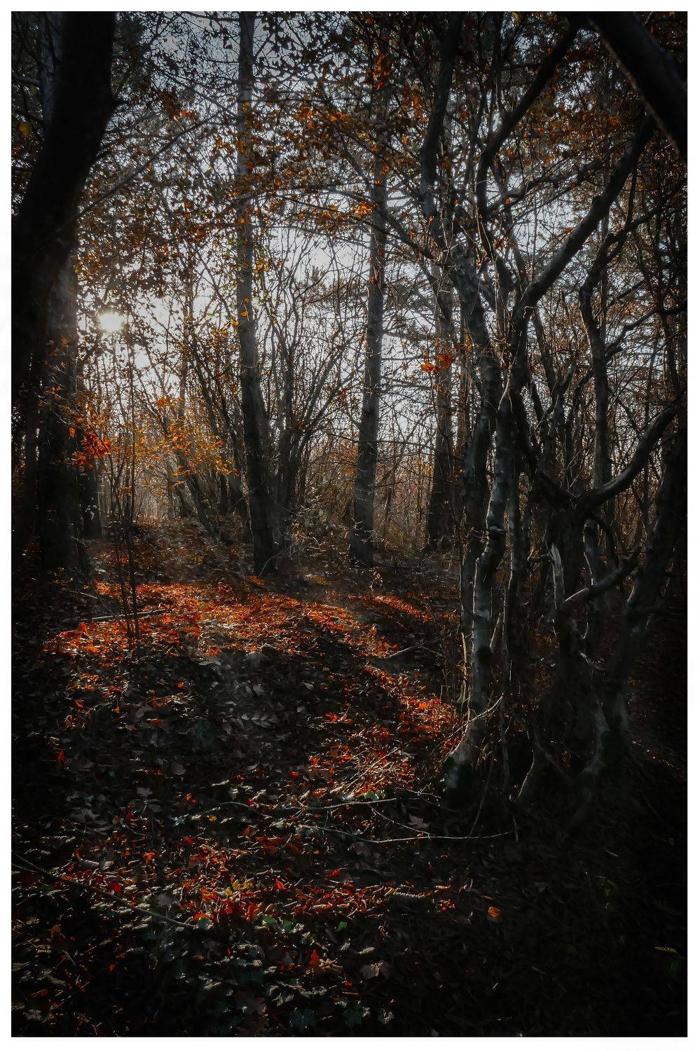 Autumn, осень, лес, Liubomyr Iasin