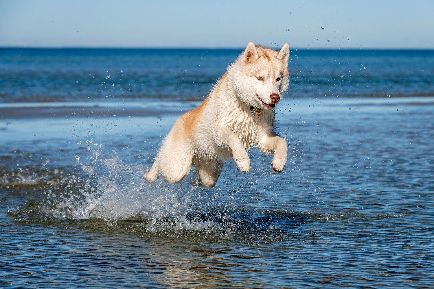 , Александр Абросимов