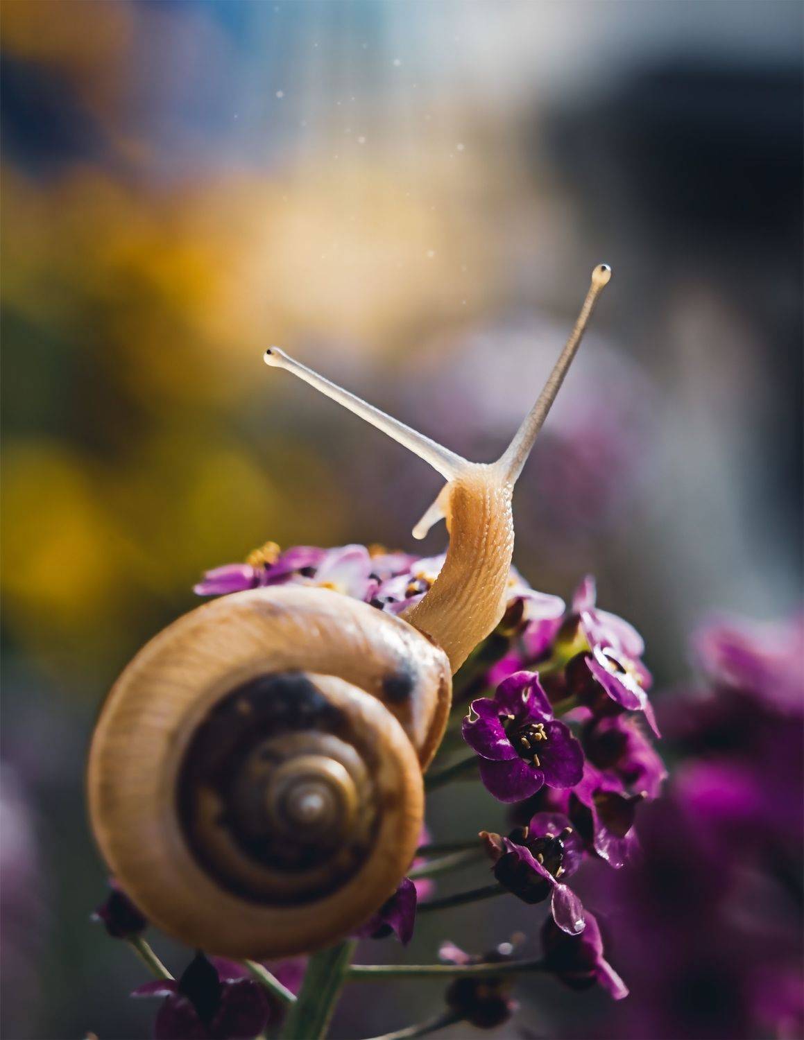 улитка, макро, моллюск, природа, YULYA ROMANOVA