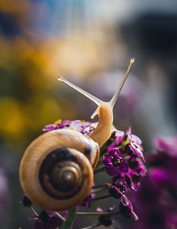 улитка, макро, моллюск, природа  фото превью