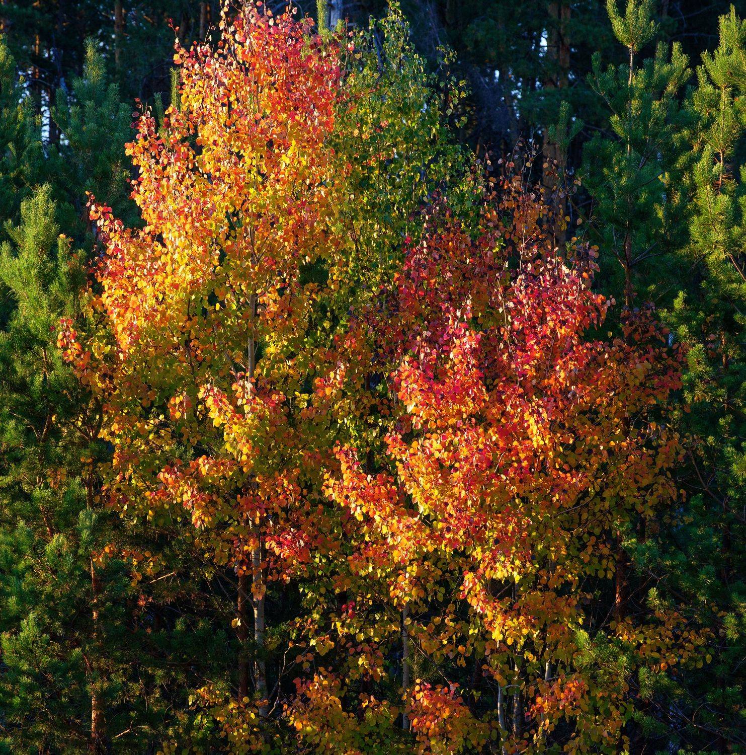 , Владимир Краснов
