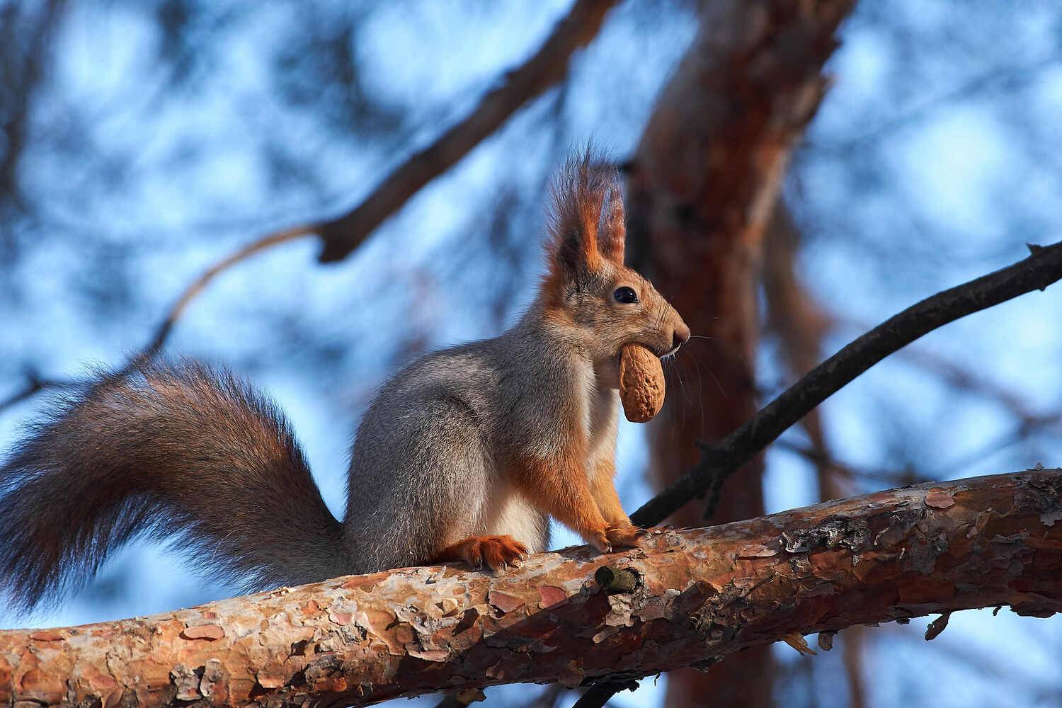 Sciurus vulgaris, wildlife, volgograd, russia, Red squirrel, squirrel, , Сторчилов Павел