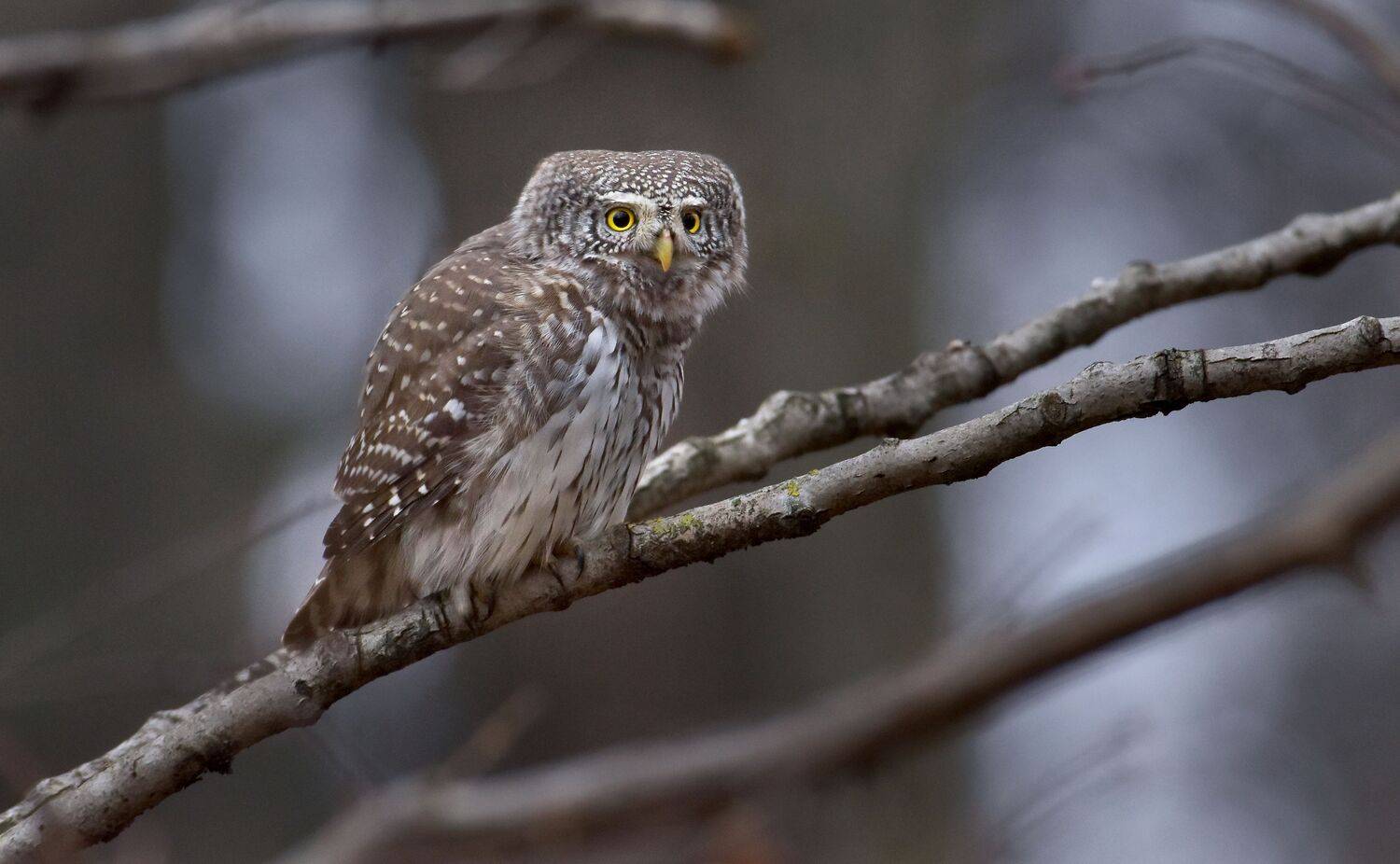 воробьиный, сыч, Макеев Алексей