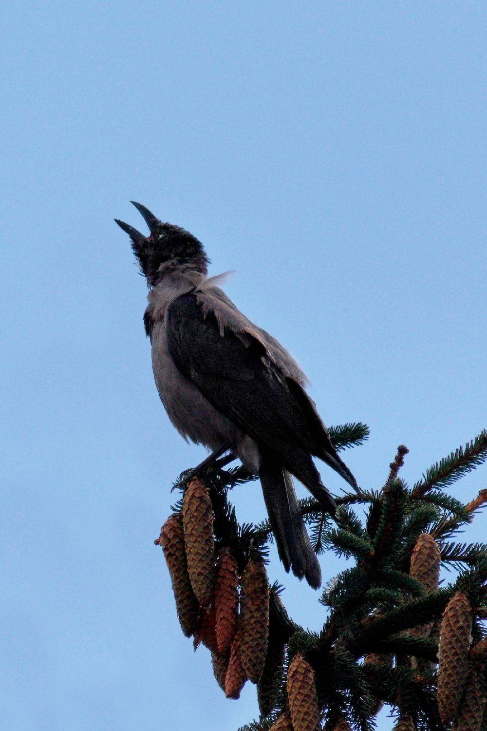 , Славов Георги