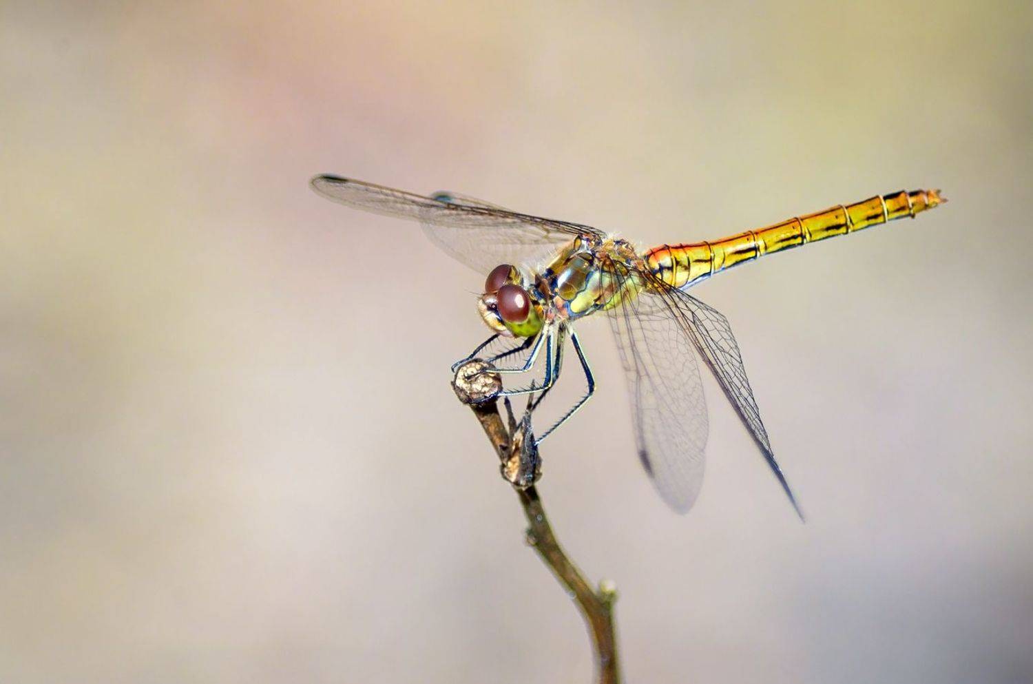 стрекоза, КарОл