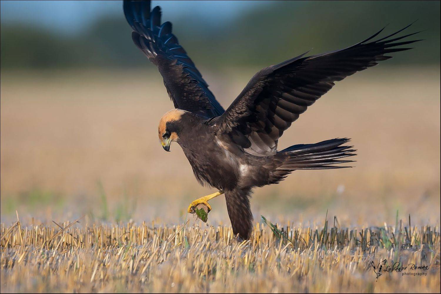 , Лобанов Роман