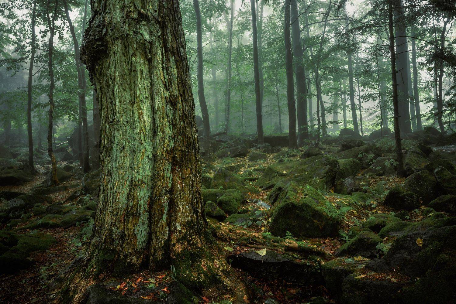 forest, trees, park, fog, rain, magic, rocks, green, summer, landscape, Tomasz Myśliński