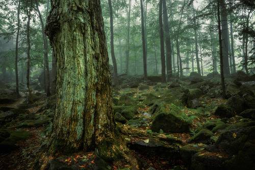 Giant in the fog