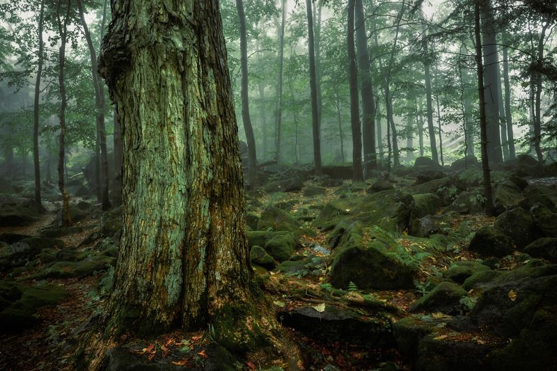 forest, trees, park, fog, rain, magic, rocks, green, summer, landscape Giant in the fog фото превью
