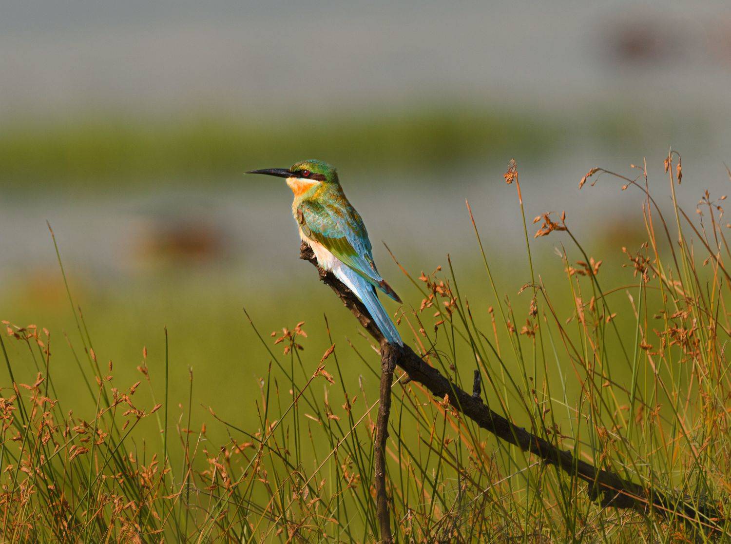 bird,birds,nikon,wild,water,shadows,lake,pond,flowers,swan,colors,nikon,beauty,nature,animals,eyes,egret,songbird,jungle,white,wings,fly, G N RAJA