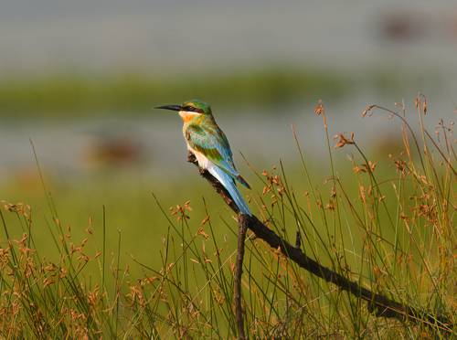 Blue-cheeked bee-eater